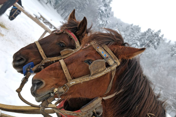 istock the horses in farm 173585932