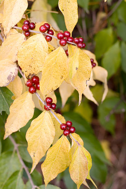 istock Yellow Leaves and Red Berries 173586141