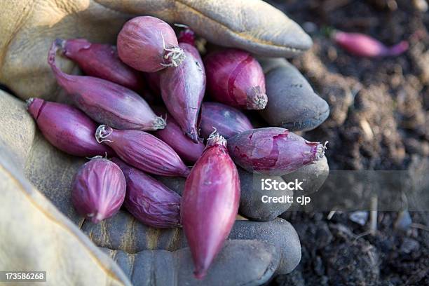 Cipolla Rossa Set - Fotografie stock e altre immagini di Agricoltura - Agricoltura, Ambientazione esterna, Bulbo