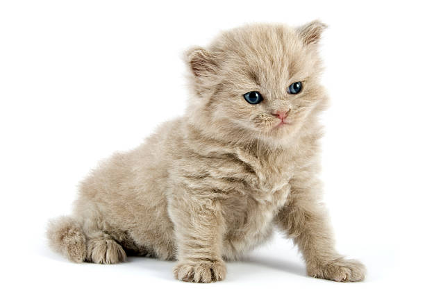 Kitten isolated stock photo