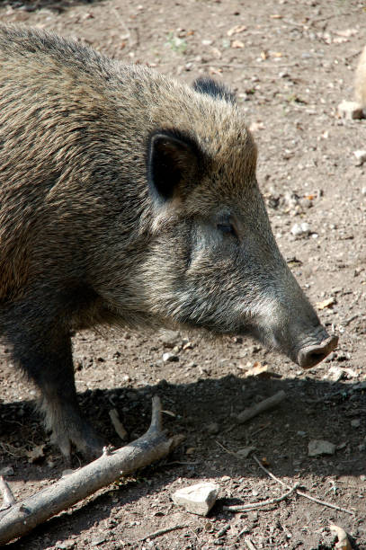 Cinghiale - foto stock