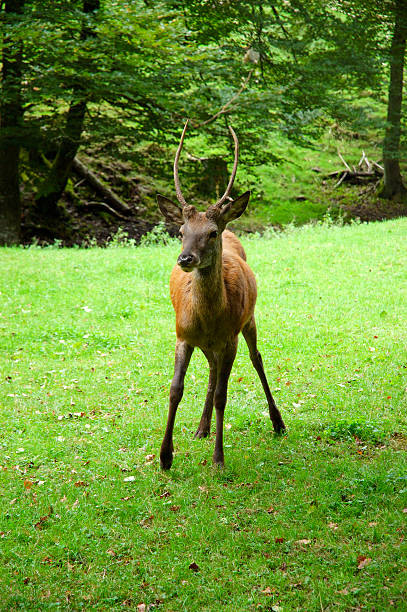 Jovem macho Red Deer - foto de acervo