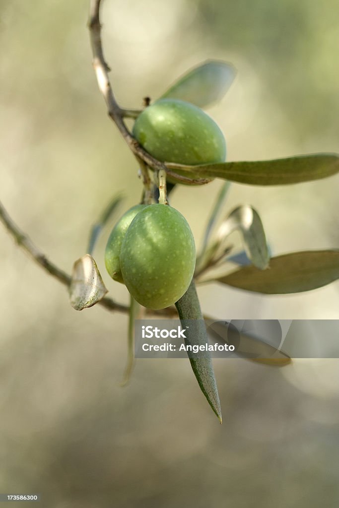 Dos grandes verde aceitunas - Foto de stock de Aceite de oliva libre de derechos