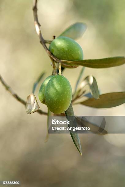 Due Grandi Olive Verdi - Fotografie stock e altre immagini di Campania - Campania, Cibi e bevande, Colore verde