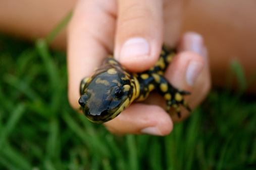 Child's hand holding a spotted salamander.