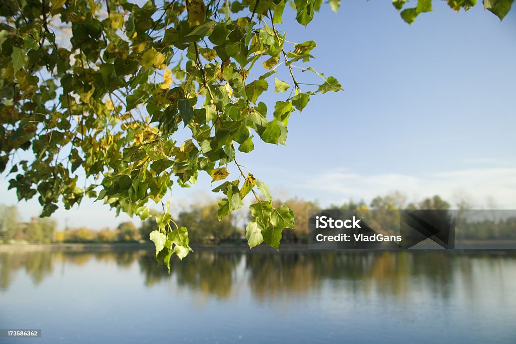 Un automne arbre près du lac - Photo de Abstrait libre de droits