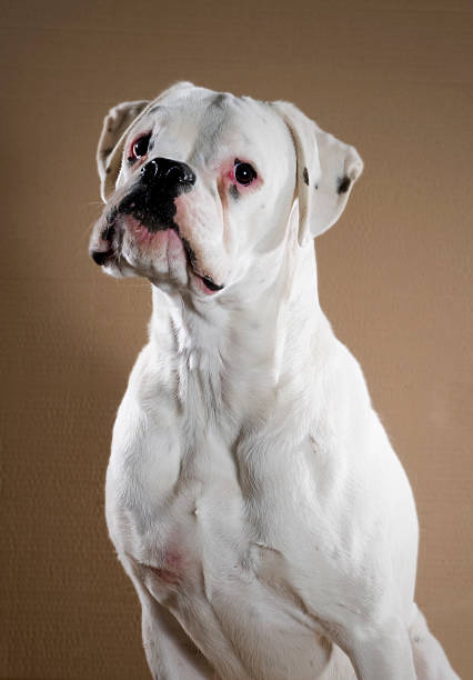 White Boxer Stock Photo - Download Image Now - Boxer - Dog, Dog
