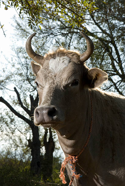 Beautiful Cow stock photo