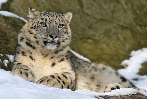 Beautiful Snow Leopard With Black Spots On The Dark Black Background