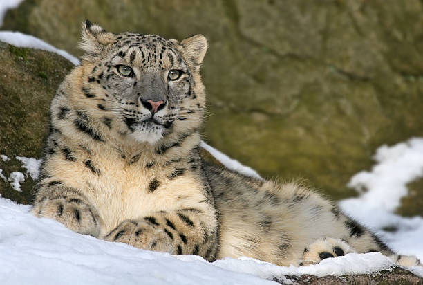 leopardo-das-neves - snow leopard imagens e fotografias de stock