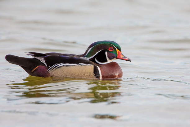 Male American Wood Duck (Aix sponsa) swimming in lake, Lake Morton, Florida, USA stock photo