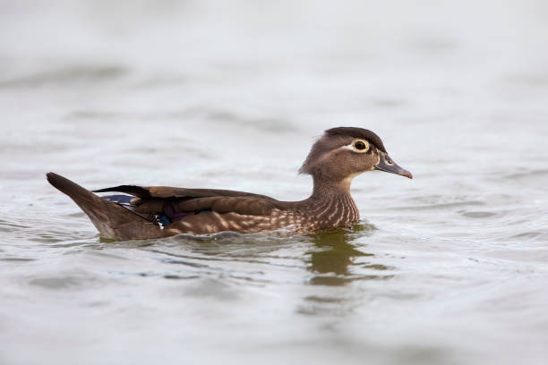 Female American Wood Duck (Aix sponsa) swimming in lake, Lake Morton, Florida, USA stock photo