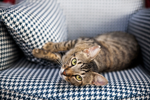 Cute Cat Lying On Black And White Patterned Sofa Looking Directly At Camera