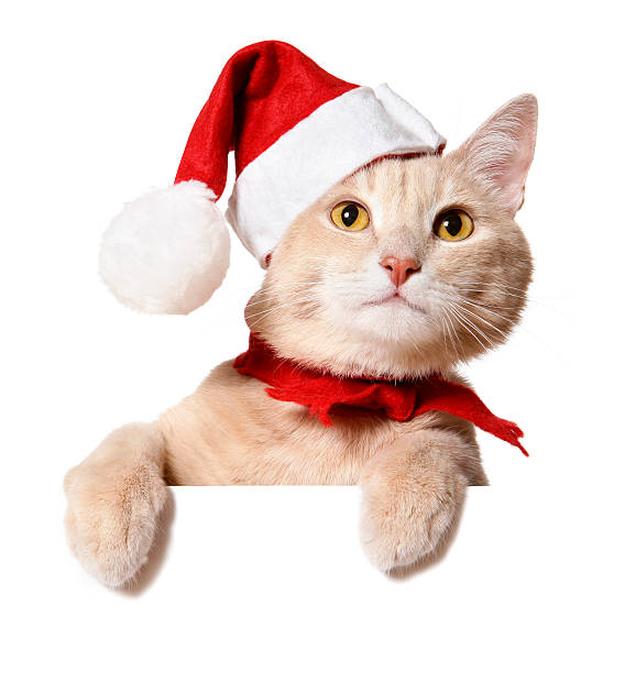 Christmas Cat (blank sign) "Pretty cat in Santa hat peeking out of a blank sign, isolated on white. You can add extra white space with your message to the bottom." cat in santa hat stock pictures, royalty-free photos & images