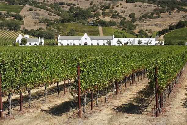 uva di vigneto cantina agricola raccolto - carneros valley napa valley vineyard california foto e immagini stock