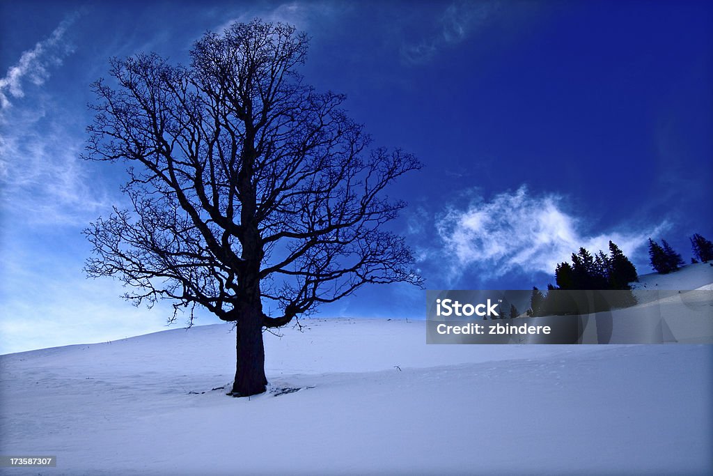 Albero invernale Alpine - Foto stock royalty-free di 2000-2009