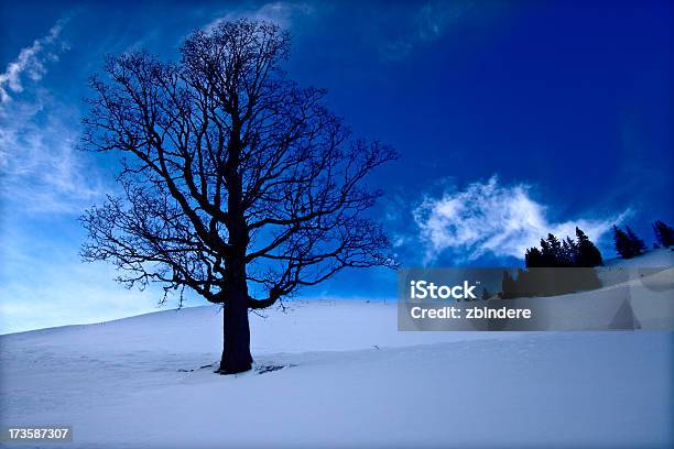 Albero Invernale Alpine - Fotografie stock e altre immagini di 2000-2009 - 2000-2009, Albero, Albero solitario