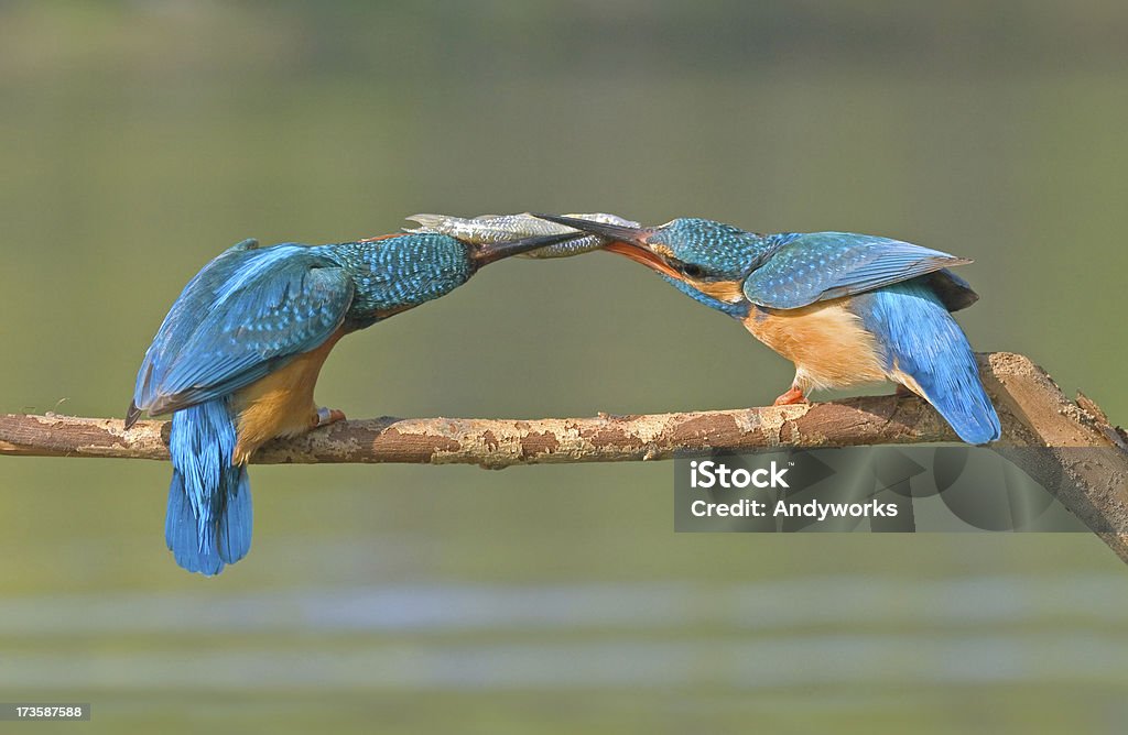 Zwei Kingfisher - Lizenzfrei Ast - Pflanzenbestandteil Stock-Foto