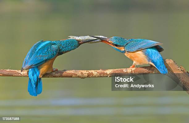 Zwei Kingfisher Stockfoto und mehr Bilder von Ast - Pflanzenbestandteil - Ast - Pflanzenbestandteil, Blau, Eisvogel