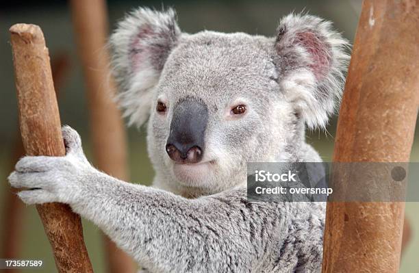 Koala Bear - zdjęcia stockowe i więcej obrazów Australia - Australia, Fajny, Fotografika