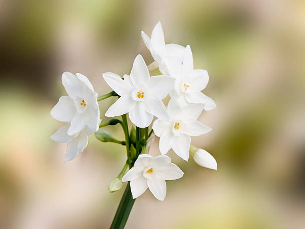 White Narcissus White Narcissus inflorescence. paperwhite narcissus stock pictures, royalty-free photos & images