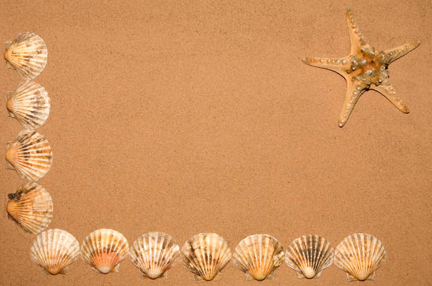 conchas, areia, cascalho e madeira - abstract backdrop beach close up - fotografias e filmes do acervo