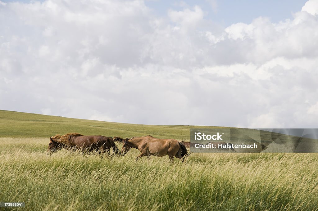 Chevaux sauvages - Photo de Animaux à l'état sauvage libre de droits