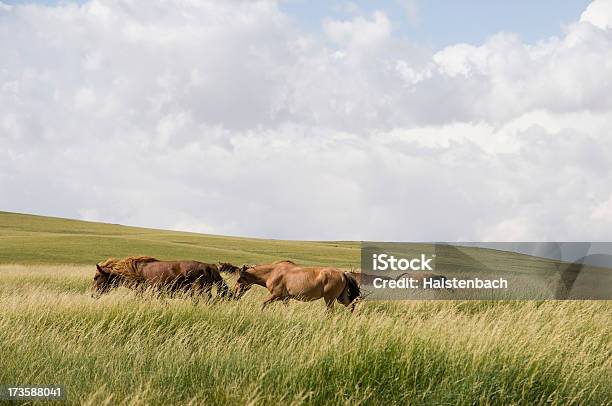 Cavalli Selvaggi - Fotografie stock e altre immagini di Ambientazione esterna - Ambientazione esterna, Animale, Animale selvatico