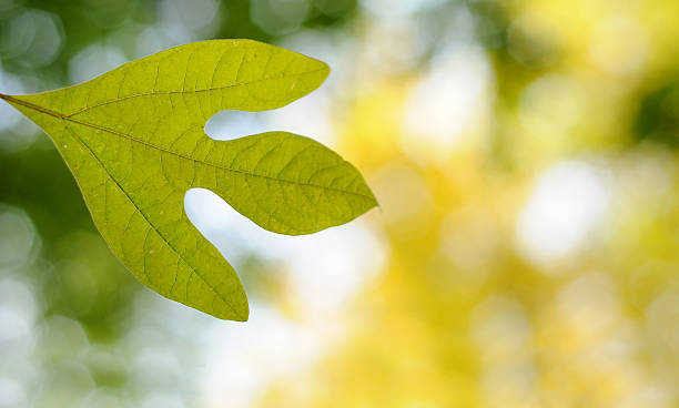 Green Leaf Background stock photo