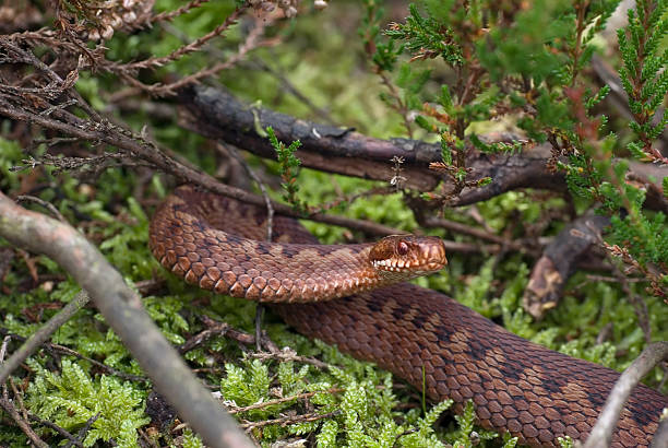 This is the only poisonous Snake in the Netherlands. Found this beauty in a Heathland on the Veluwe on 13 October 2008! Related image: