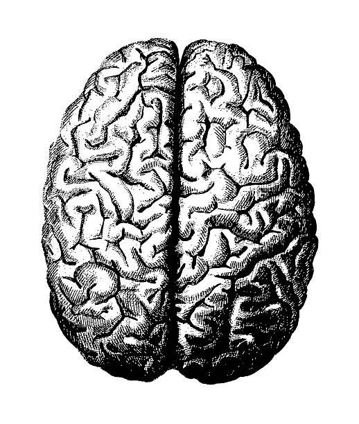 brain (isolated on white - engraved image illustrations stock-grafiken, -clipart, -cartoons und -symbole