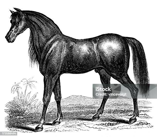 Arabian Stallion Stock Illustration - Download Image Now - Arabian Horse, Black And White, Animal