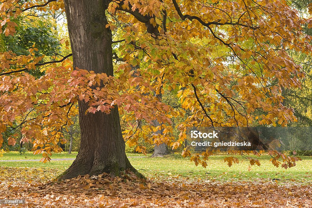 oak no outono - Foto de stock de Amarelo royalty-free