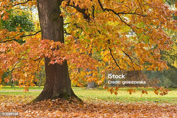 Foto de Oak No Outono e mais fotos de stock de Amarelo - Amarelo, Arbusto, Beco
