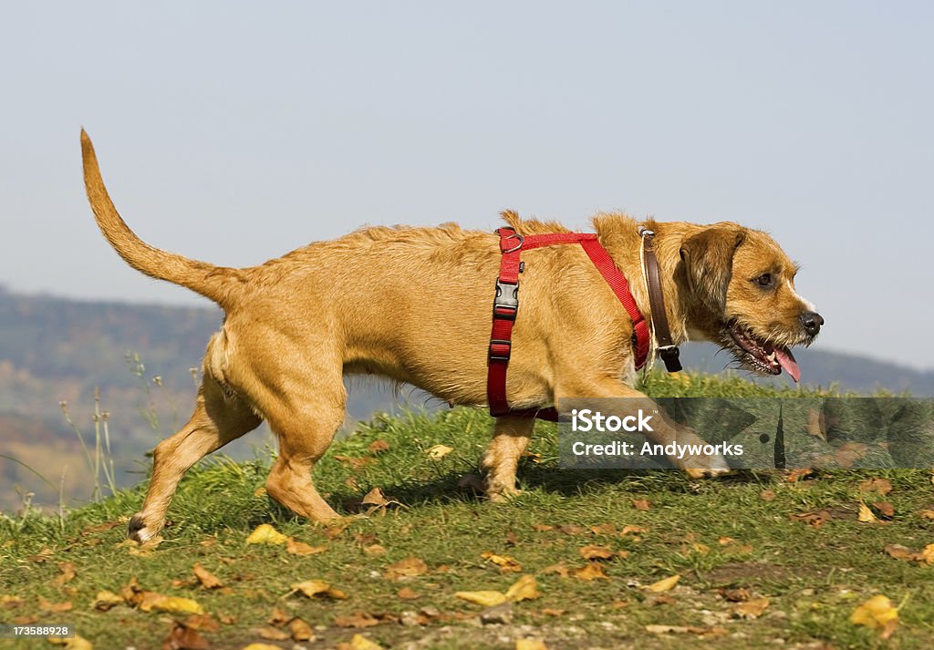 Hund In die Berge - Lizenzfrei Berg Stock-Foto