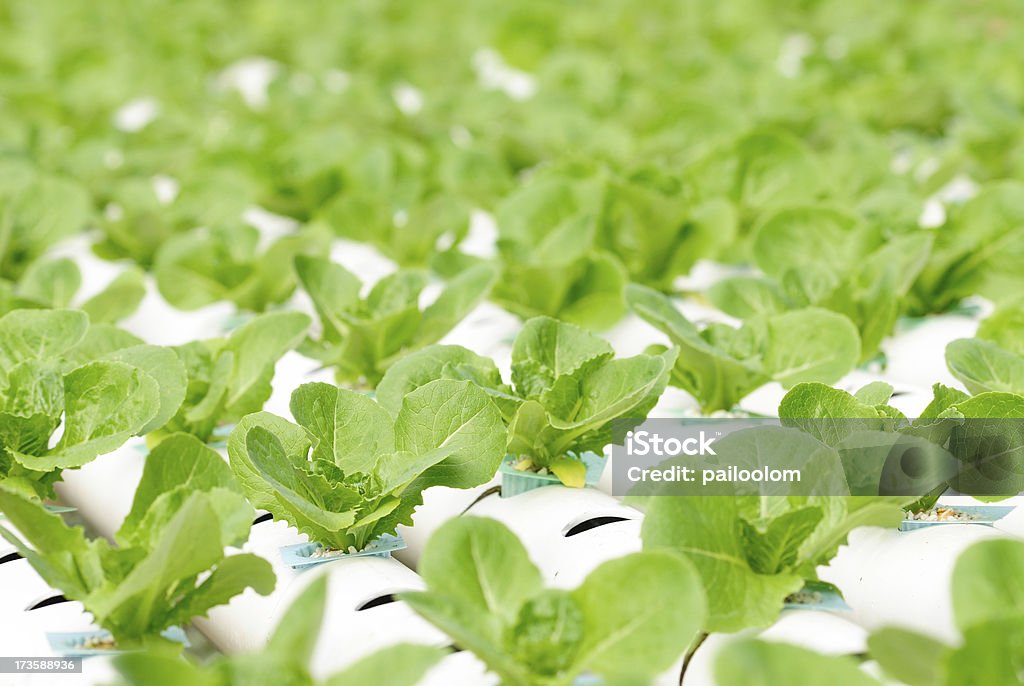 Hidropónica vegetal - Foto de stock de Agricultura libre de derechos