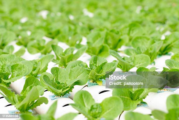 水栽培野菜 - 水栽培のストックフォトや画像を多数ご用意 - 水栽培, 農業, アジア大陸