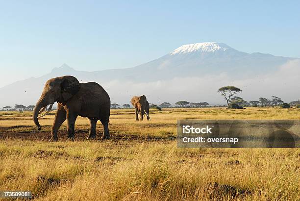 Africa - Fotografie stock e altre immagini di Africa - Africa, Kilimangiaro, Safari