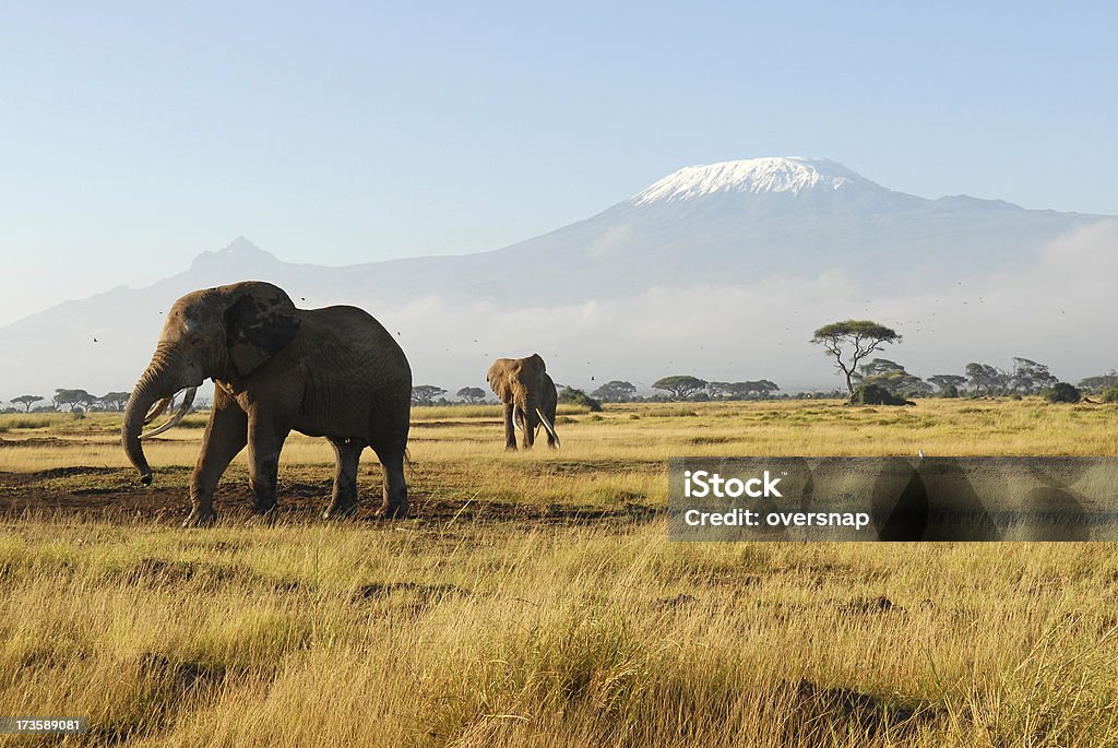 Africa "African Elephants and Mount Kilimanjaro - Amboseli National Park, Kenya" Africa Stock Photo