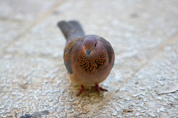 Pombo - fotografia de stock