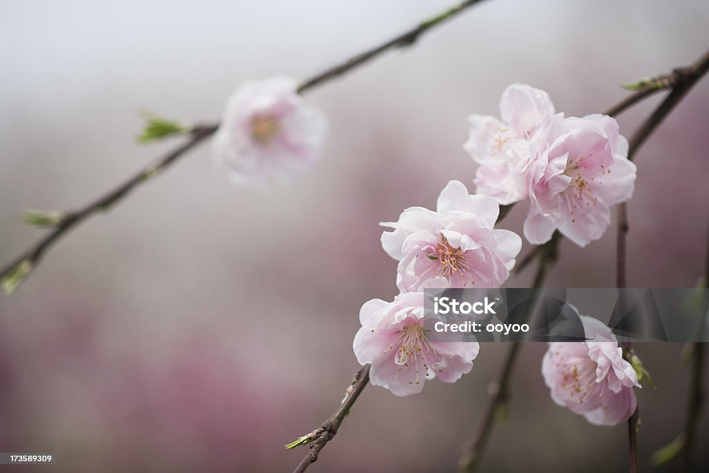 桃の花 - アウトフォーカスのロイヤリティフリーストックフォト