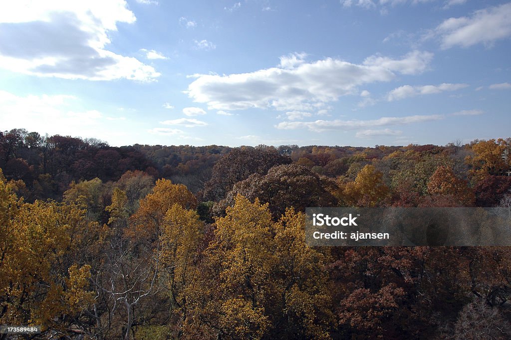 Estate indiana in Washington DC - Foto stock royalty-free di Albero