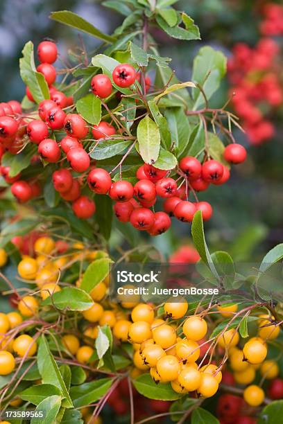 Früchte Des Meeres Kreuzdorngewächs Stockfoto und mehr Bilder von Beere - Pflanzenbestandteile - Beere - Pflanzenbestandteile, Bildhintergrund, Dornbusch