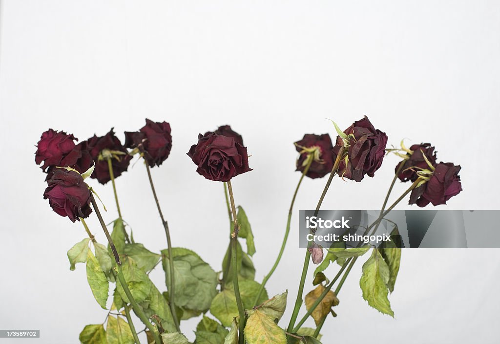 Dead Rose rosse - Foto stock royalty-free di Rosa - Fiore