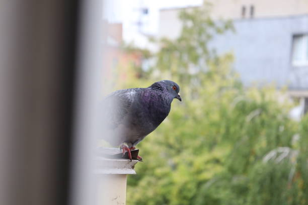 istock lone pigeon on the balcony, urban atmosphere 1735897505