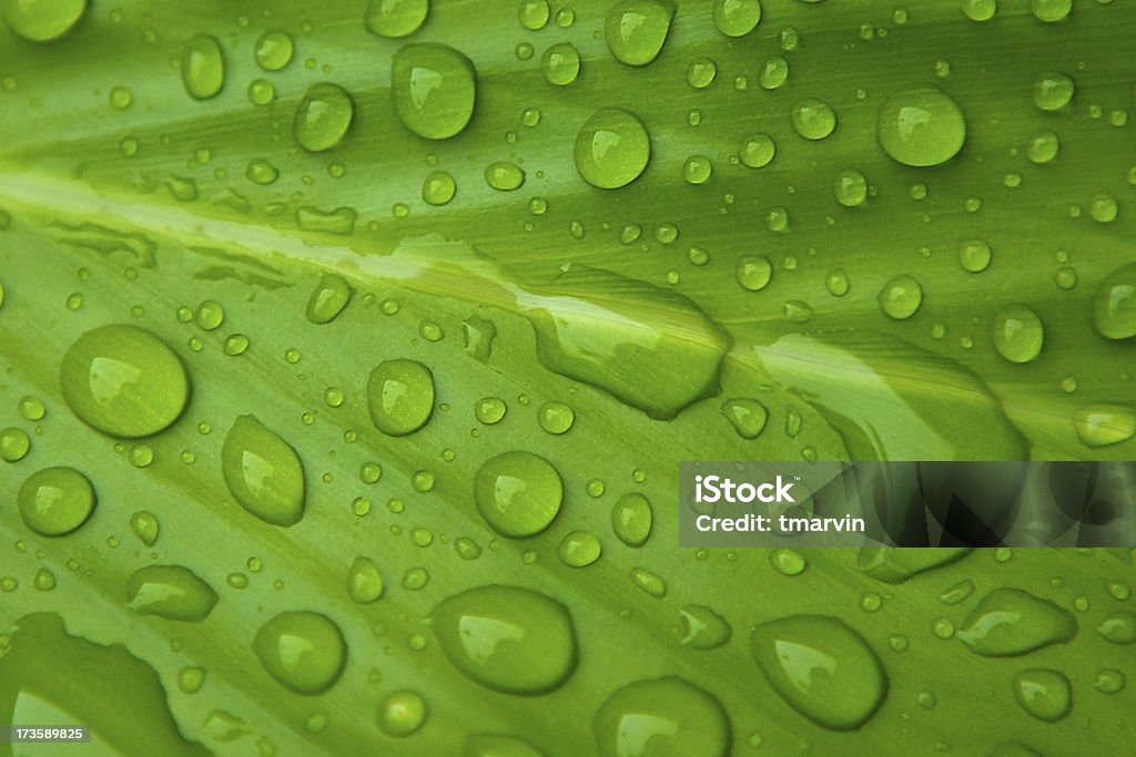 Raindrops 녹색 잎 - 로열티 프리 0명 스톡 사진