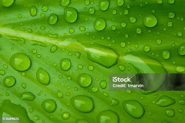 Raindrops 녹색 잎 0명에 대한 스톡 사진 및 기타 이미지 - 0명, 개념, 녹색