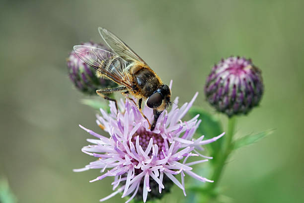istock Close up of bee on wildflower 173589969