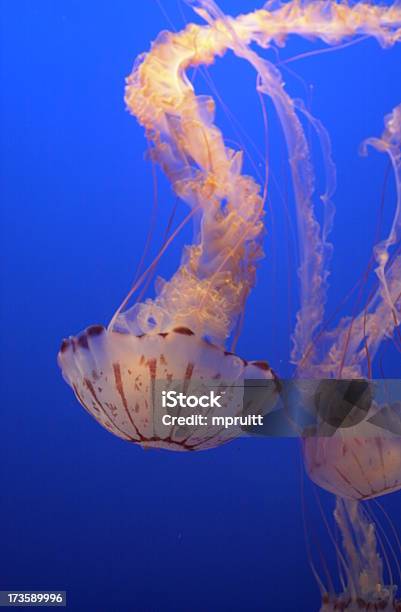 Medusa Foto de stock y más banco de imágenes de Agua - Agua, Animal, Arrecife - Fenómeno natural