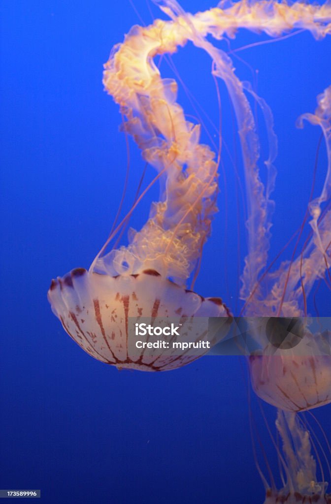 meduza - Zbiór zdjęć royalty-free (Bez ludzi)